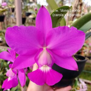 C W D. Leonor (Carola x Kiparada)