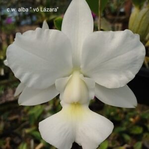 C W Alba Vó Lázara