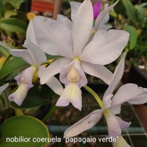 Nobilior Coeruela Papagaio Verde