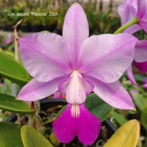 C W Aquini Páscoa ZGA