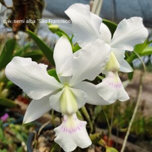 C W Semi Alba São Francisco